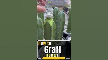 How to Graft a Cactus | Best way to Graft your Cactus Easily #cactus #grafting #shorts