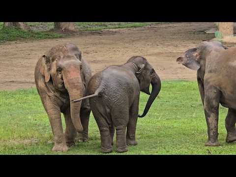 A Mother Elephant Always Knows Her Baby’s Call - ElephantNews