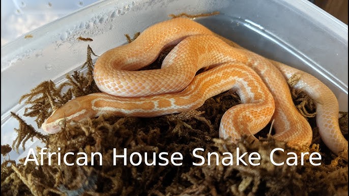 AURORA HOUSE SNAKES! Care and Babies Hatching! 