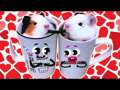 CRAZY ADORABLE animals | TRY NOT TO LAUGH 😝