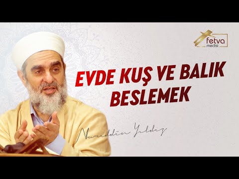 Video: Kuşlar Ve Balıklar Hakkında