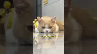 5 Signs Your Cat Is Too Hot