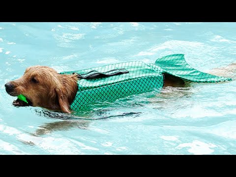 Mermaid Dog Life