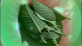Dijamin Ampuh!!! Rebusan Daun Jambu Biji Atasi Diare|| Begini Caranya