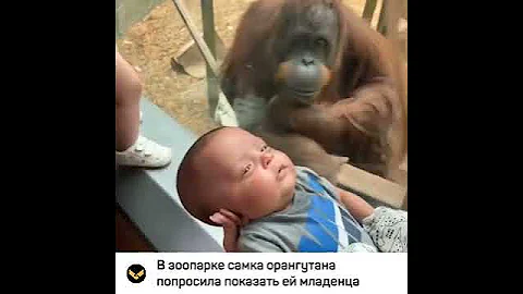 В зоопарке самка орангутана попросила показать ей младенца