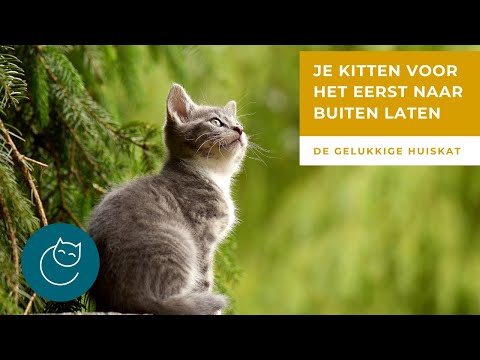 Video: Plantenvergiftiging Buiten Bij Katten