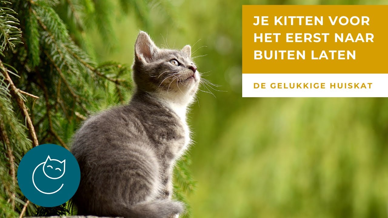 JE KITTEN/KAT VOOR HET EERST NAAR BUITEN LATEN De gelukkige