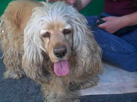 dog adoption mauritius A5081939 Pola | Cocker Spaniel