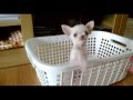 "Kitty" White Chihuahua Puppy Wanna Play