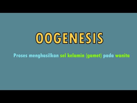 Video: Pada fase pembelahan sel manakah oogonia terhenti?
