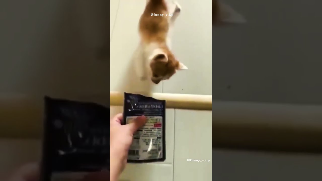 These Funny Animals Will Make You Laugh shorts viral YouTube these-funny-animals-will-make-you-laugh-shorts-viral-youtube