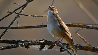 Bird sounds – Savi's warbler (Locustella luscinioides)