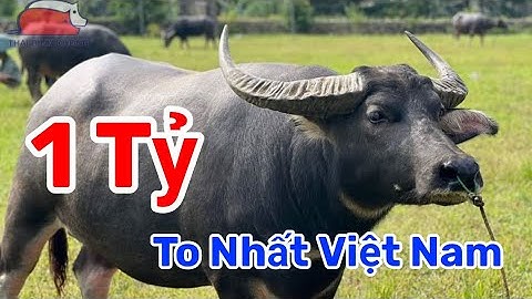   Trâu Tiền Tỷ Ở Phiên Chợ Bác Hà Lào Cai 