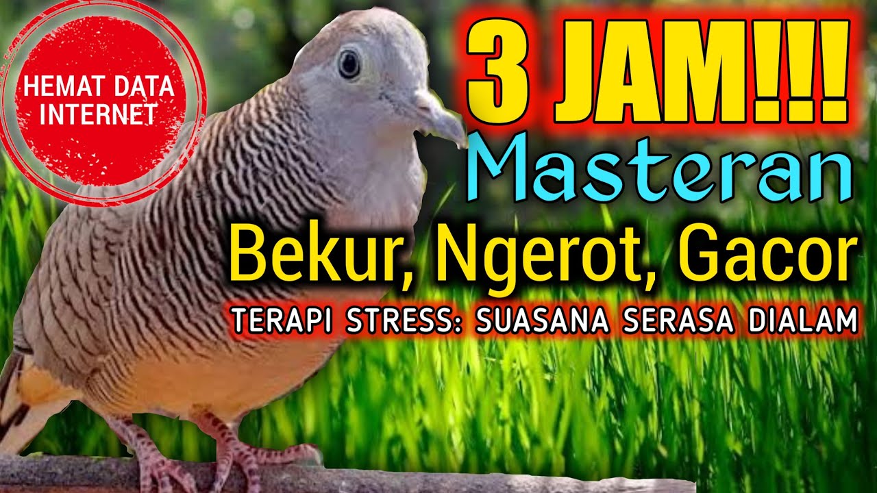 SUARA PERKUTUT LOKAL 3JAM FULL‼️ HEMAT KUOTA‼️ Bunyi perkutut lokal jantan betina‼️