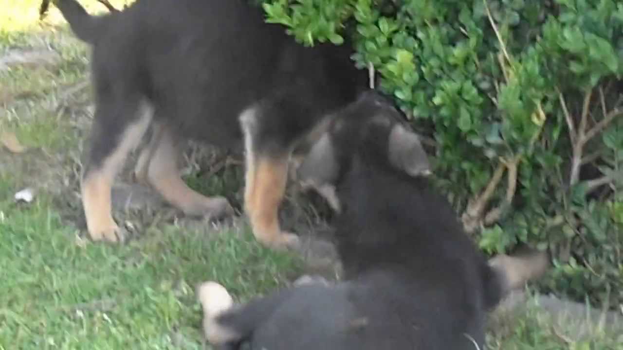 2 petites chiots femelle