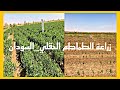 زراعة الطماطم الحقلي الطماطم الصيفي رائد الاعمال عمار السودان دنقلا