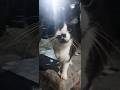 GATO XADREZ! #gato #cats #miau #jogo #mesa #felinos #veterinária #pet #comunidade #surpresa #pelos