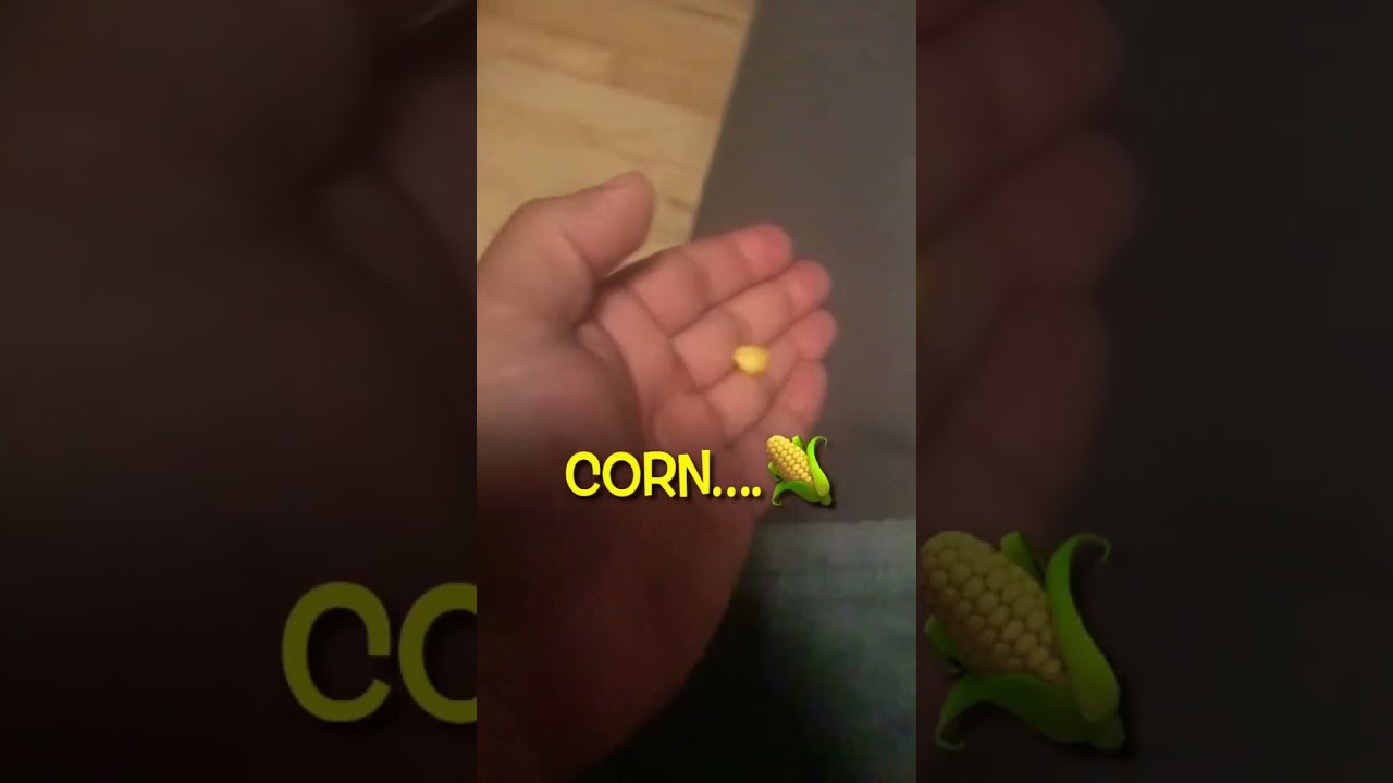 Doggy dog love corn - Corn Dog