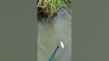 kích cá mương ruộng #sorts