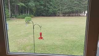 The Hummingbird Battle Royal... Get Ready To Hummmmmmmble