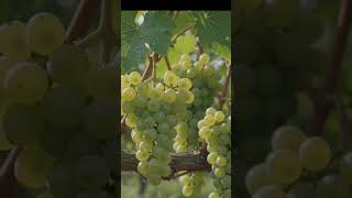 Amazing Fruits Farm Harvest! 🍇🍍 Lush Green Paradise Full of Fresh Fruits 🌿 #viral #fruit #shorts
