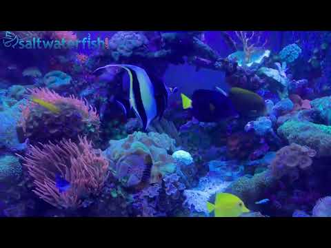 youtube audio 1 2023a - video from Saltwater Fish