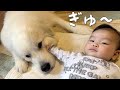 【ドキドキ】初めて妹にほっぺたを触られた超大型犬の反応が可愛い|グレートピレニーズ