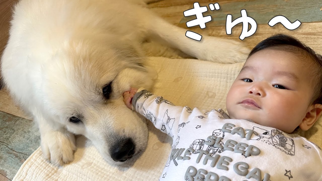 ドキドキ】初めて妹にほっぺたを触られた超大型犬の反応が可愛い
