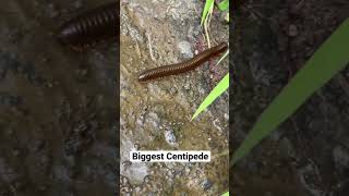Biggest centipede in the world #trending #shorts #trendingshorts #ytshorts #viral #animals #reels