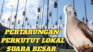 DUEL PERKUTUT LOKAL SUARA BESAR VS SUARA KRISTAL😱PERKUTUT GACOR@arifinperkutut284