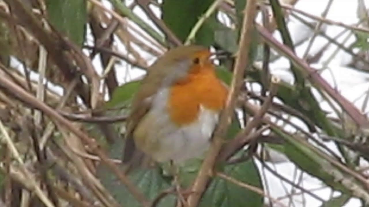 Murtough Molly and The Field of Oats