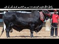 12 Most Expensive And Biggest Black Bulls in Pakistan | TOP X TV