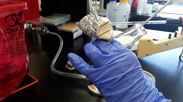 Innoculating overnight bacterial starter culture from a stock plate.