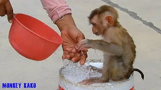 Beautiful Monkey Mom Change Diaper And Taking Bath For Baby Monkey Luna Monkey Change Diaper