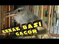 burung kerak basi gacor istimewa