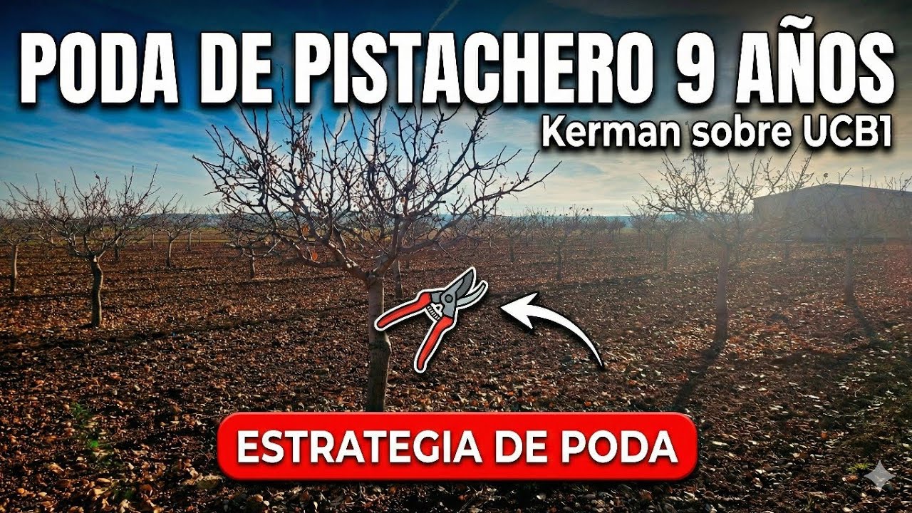 PODA DEL PISTACHERO; UCB1- KERMAN 9 años de edad