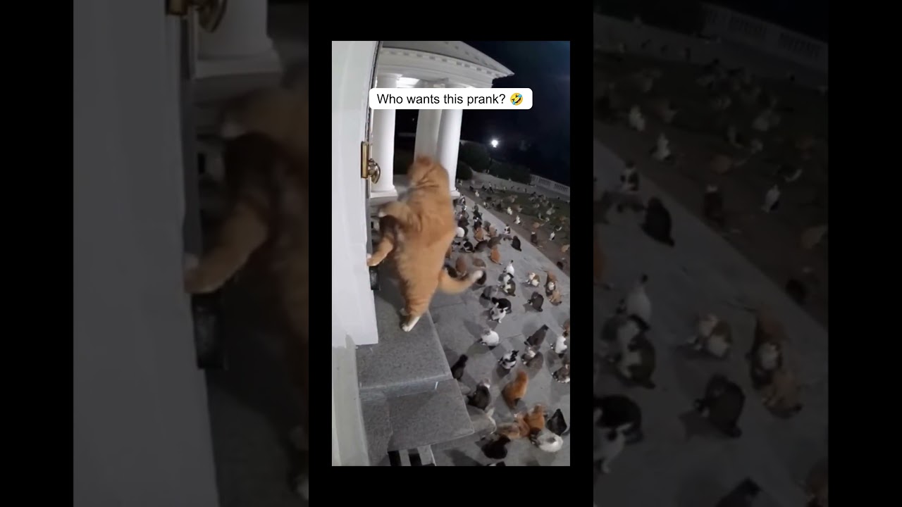 Cats prank door bell 
