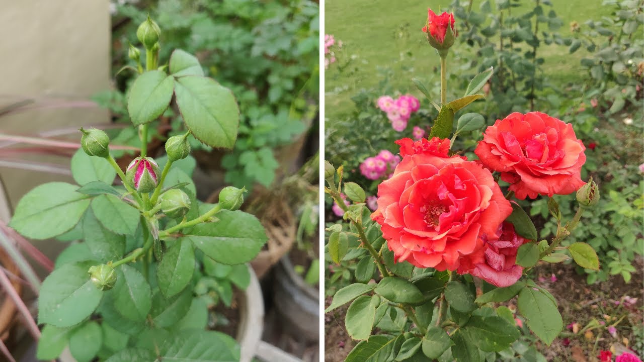 Rose plant not flowering / blooming गुलाब में buds गिर रही है Rose