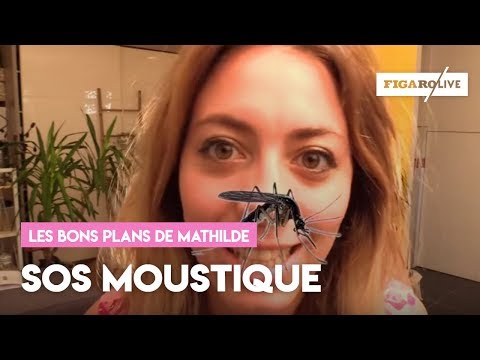 8 façons naturelles d’éloigner les moustiques