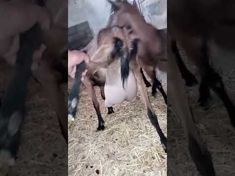 تبرك الله ماعز الألبين العمر سنتين