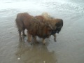 Estrela Mountain dogs on the beach の動画、YouTube動画。