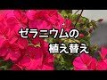 『ゼラニウム』挿し芽(挿し木)の植え替え