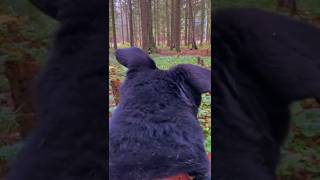 "Лесной Князь" ❥ Приют в Малинках #приютдляживотных #собаки