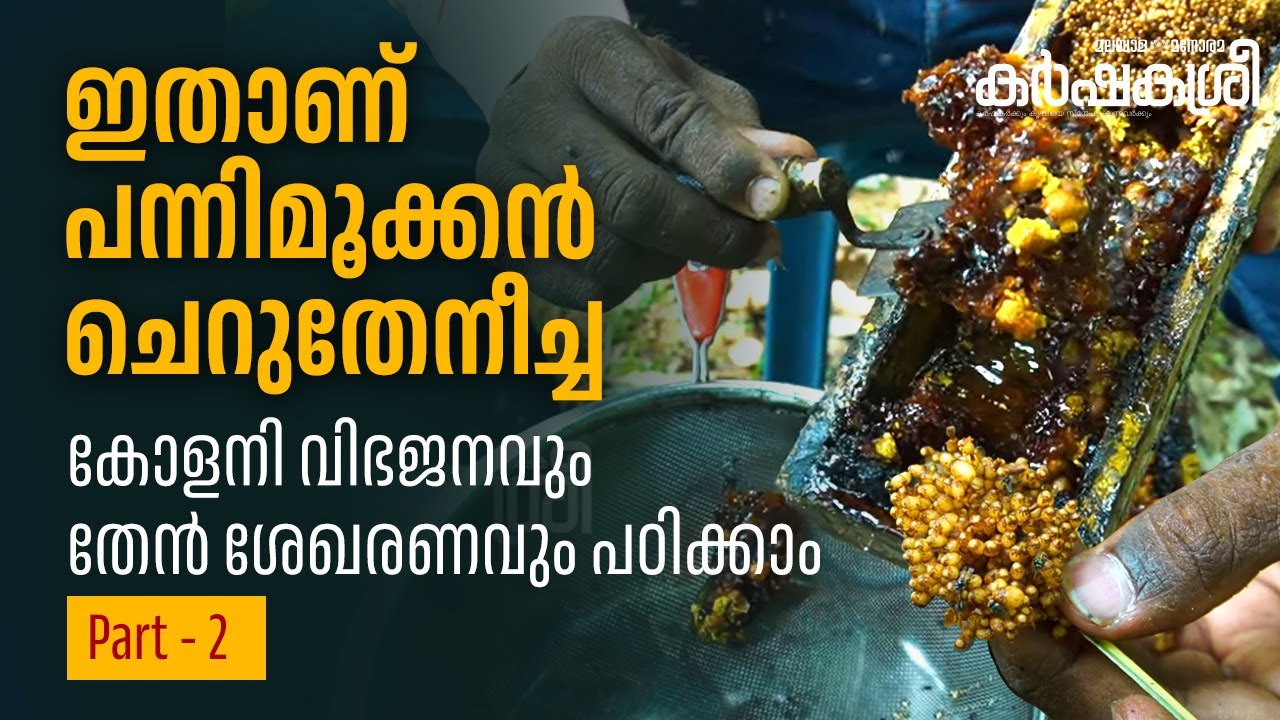 പന്നിമൂക്കൻ ചെറുതേനീച്ചയെ കണ്ട് കോളനി വിഭജനവും തേൻ ശേഖരണവും പഠിക്കാം