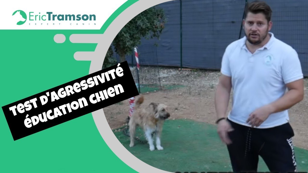 dressage chien var