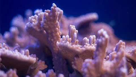 SEA-Talk with Dr. Craig Downs