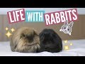 what it's like to own HOUSE rabbits🐰 what it's like to own HOUSE rabbits🐰