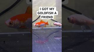 A NEW GOLDFISH!! #cometgoldfish #commongoldfish #fishtank #whitegoldfish #goldfishtank