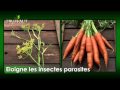 Les bonnes associations de plantes au potager les plantes compagnes truffaut