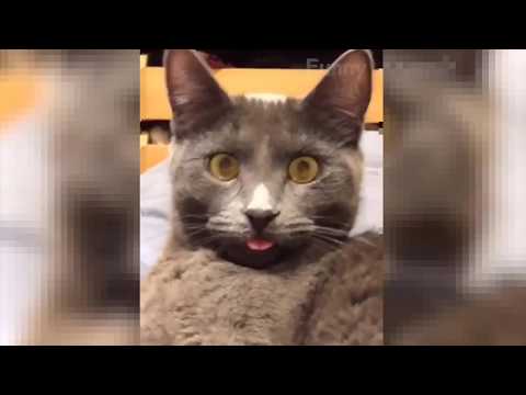Ten minutes funny videos cat and dog.